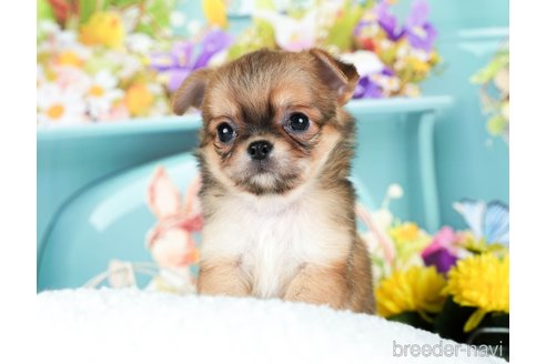 成約済の千葉県のチワワ(ロングコート)-292701の2枚目