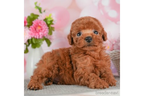 成約済の千葉県のトイプードル-292702の2枚目