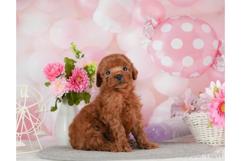 成約済の千葉県のトイプードル-292702の3枚目