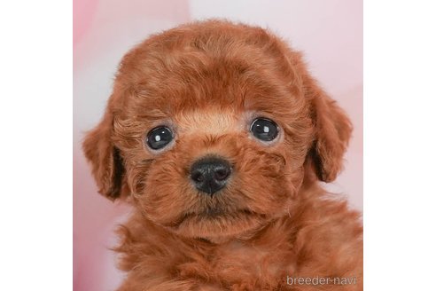 成約済の千葉県のトイプードル-292702の1枚目