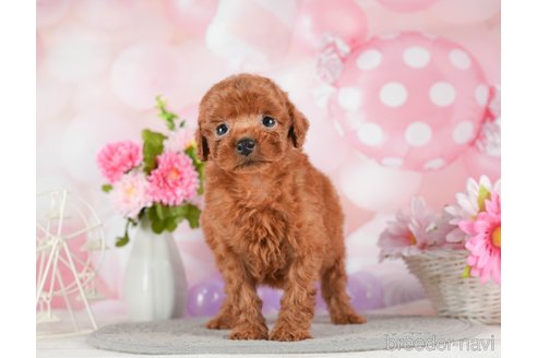 成約済の千葉県のトイプードル-292702の4枚目