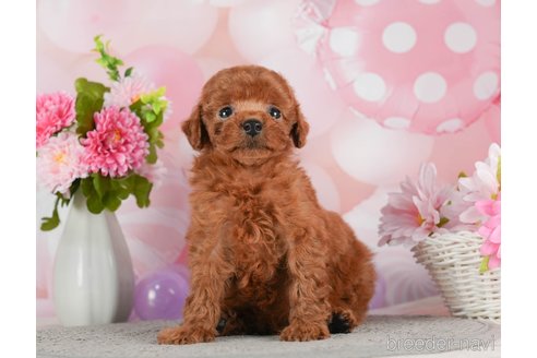 成約済の千葉県のトイプードル-292702の5枚目