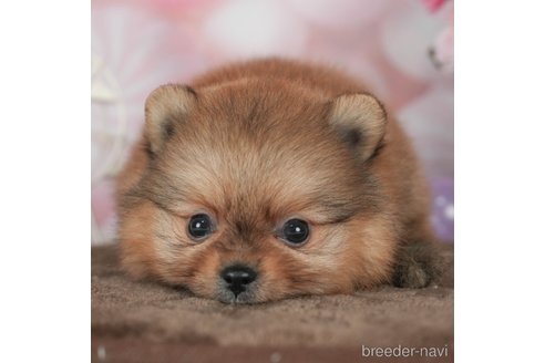 成約済の千葉県のポメラニアン-292704の1枚目