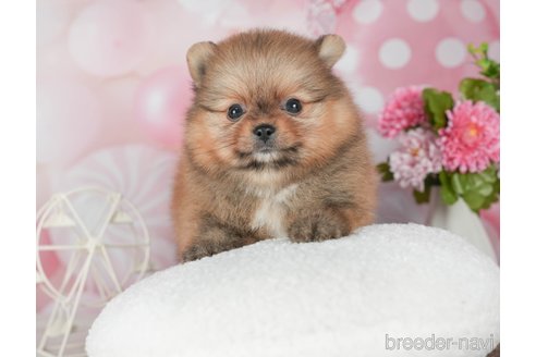 成約済の千葉県のポメラニアン-292704の4枚目