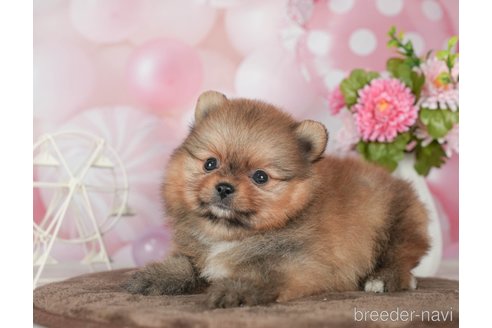 成約済の千葉県のポメラニアン-292704の5枚目