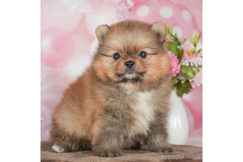 成約済の千葉県のポメラニアン-292704の2枚目