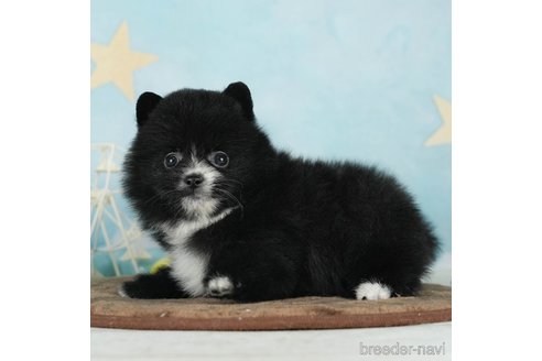 成約済の千葉県のポメラニアン-292705の2枚目