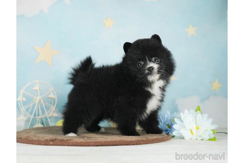 成約済の千葉県のポメラニアン-292705の4枚目