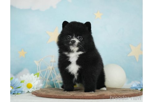 成約済の千葉県のポメラニアン-292705の3枚目