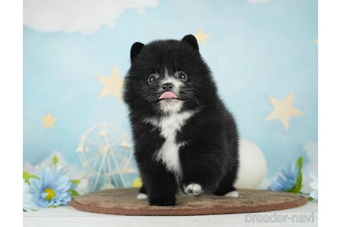 成約済の千葉県のポメラニアン-292705の5枚目