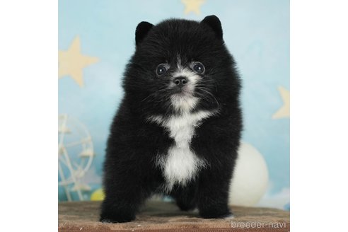 成約済の千葉県のポメラニアン-292705の1枚目