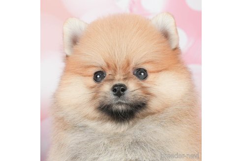 成約済の千葉県のポメラニアン-292711の1枚目