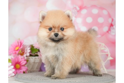 成約済の千葉県のポメラニアン-292711の2枚目