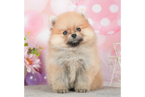 成約済の千葉県のポメラニアン-292711の3枚目