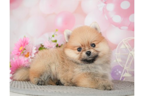 成約済の千葉県のポメラニアン-292711の4枚目