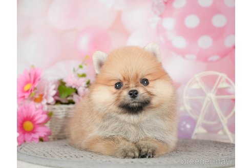 成約済の千葉県のポメラニアン-292711の5枚目