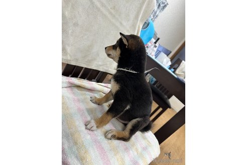 成約済の千葉県の柴犬-292716の6枚目