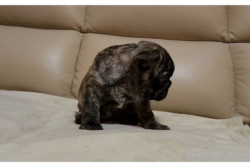 成約済の埼玉県のフレンチブルドッグ-292732の4枚目