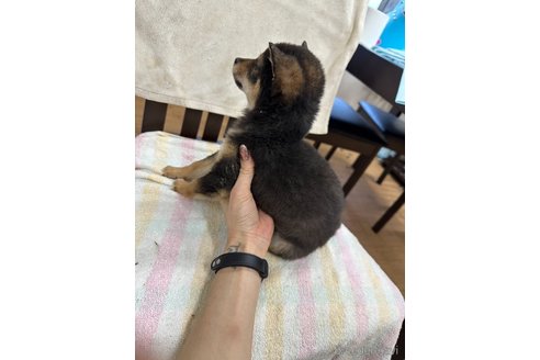 成約済の千葉県の豆柴-283695の7枚目