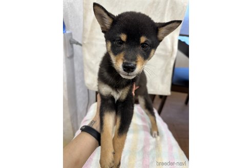 成約済の千葉県の柴犬-279541の15枚目