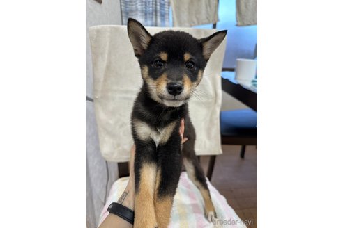 成約済の千葉県の柴犬-279541の13枚目