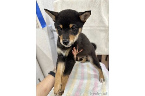 成約済の千葉県の柴犬-279541の12枚目