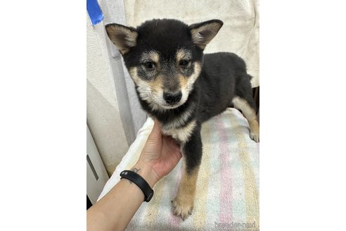 成約済の千葉県の豆柴-283696の6枚目