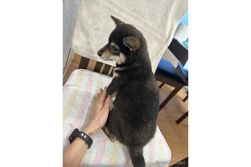 成約済の千葉県の豆柴-283696の7枚目