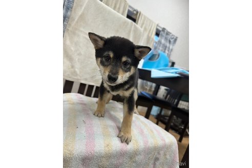 成約済の千葉県の豆柴-283696の9枚目