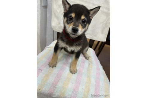 販売中の千葉県の柴犬-279531の10枚目