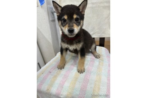 販売中の千葉県の柴犬-279531の11枚目