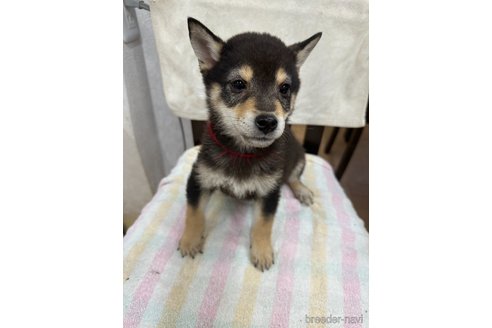 成約済の千葉県の柴犬-279531の13枚目