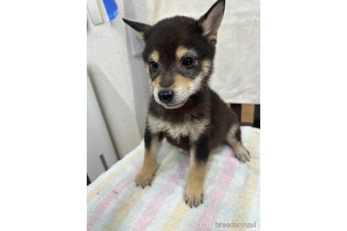 販売中の千葉県の柴犬-279531の13枚目