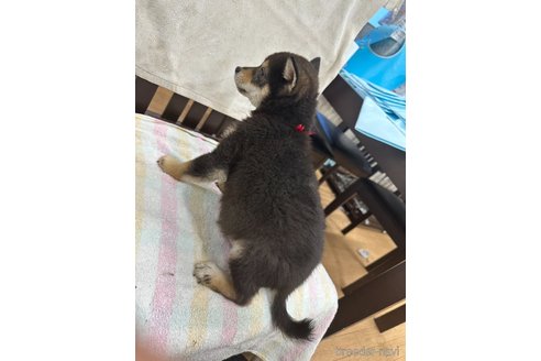 成約済の千葉県の柴犬-279531の11枚目