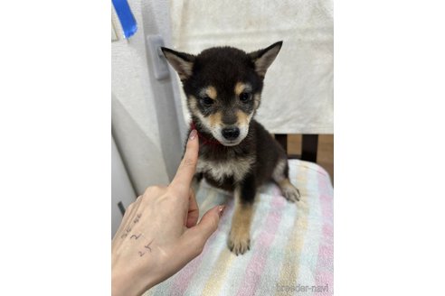 販売中の千葉県の柴犬-279531の9枚目