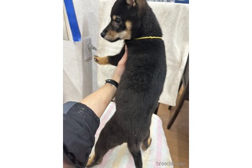 販売中の千葉県の柴犬-279533の4枚目