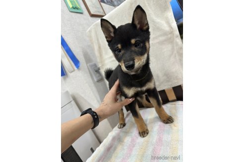 販売中の千葉県の柴犬-279533の6枚目