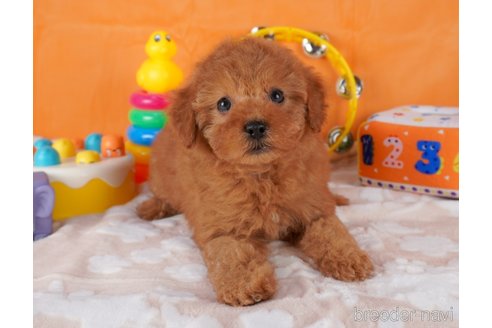 成約済の栃木県のトイプードル-292739