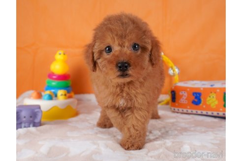 成約済の栃木県のトイプードル-292739の4枚目