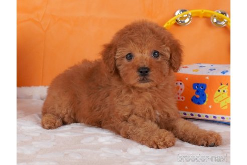 成約済の栃木県のトイプードル-292739の5枚目