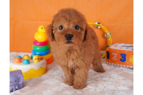 成約済の栃木県のトイプードル-292739の2枚目