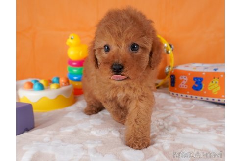 成約済の栃木県のトイプードル-292739の3枚目