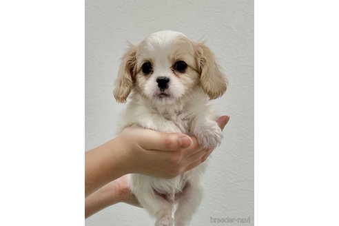 成約済の埼玉県のミックス犬-283635の2枚目