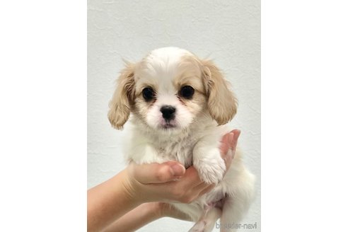 成約済の埼玉県のミックス犬-283635の3枚目