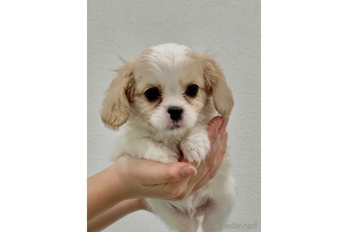 成約済の埼玉県のミックス犬-283635の4枚目