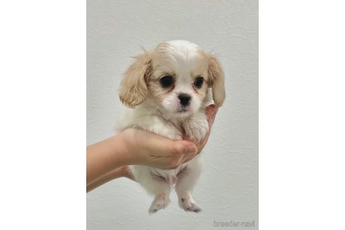 成約済の埼玉県のミックス犬-283635の5枚目