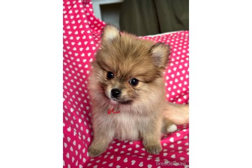 成約済の北海道のミックス犬-292766の3枚目