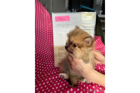 成約済の北海道のミックス犬-292766の2枚目