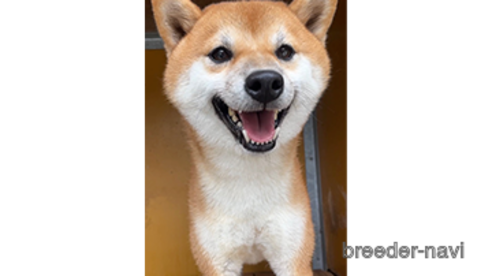 成約済の愛知県の柴犬-292846の2枚目