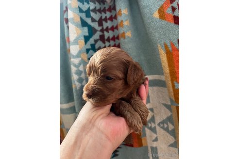 成約済の茨城県のコッカプー:アメリカンコッカースパニエル×トイプードル-289654の8枚目